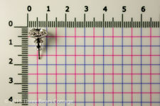 Swarovski Crystal Angelic Stud Earrings