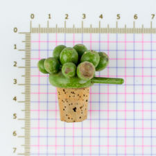 Size demonstration of a Wooden Green Grape Cluster Bottle Stopper