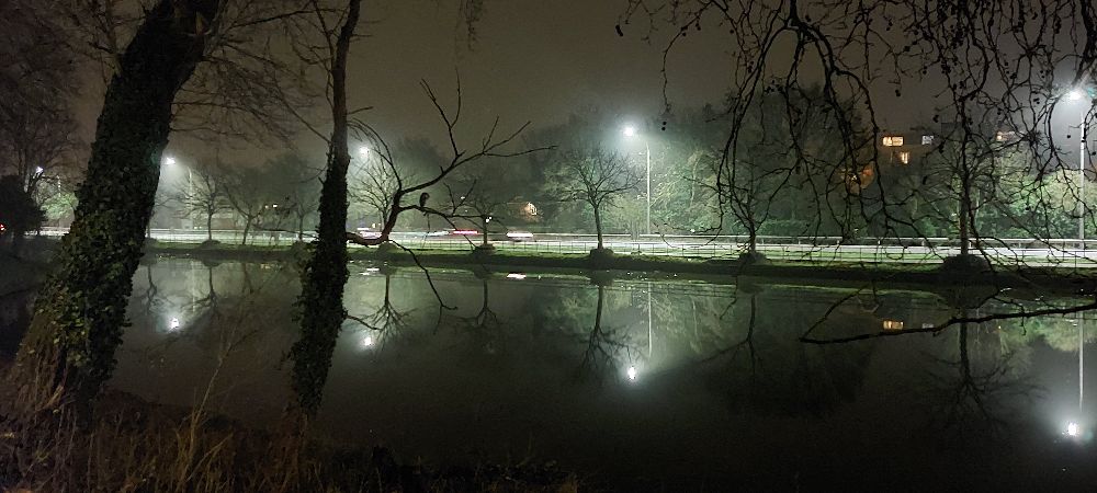 View from the Gentpoortvest Bruges, with sleeping cormorant.